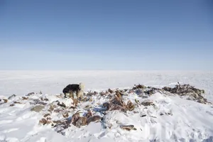 УЛСЫН ХЭМЖЭЭНД 2.1 САЯ ТОЛГОЙ МАЛ ХОРОГДООД БАЙНА