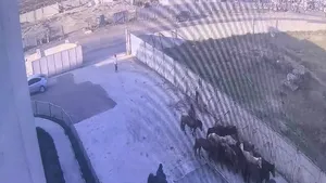 МҮМХ-НИЙ ТУСГАЙ СУРГУУЛИЛТТАЙ 18 МОРЬДЫГ УИХ-ЫН ГИШҮҮН  АСАН Б.УНДАРМААГИЙН “МОНГОЛ МАХ ЭКСПО” ХХК -Д "МАХАЛЖЭЭ" !!