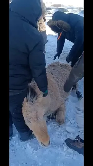 "УРГАХ НАРАН" ХОРООЛЛЫН ОРЧИМД НҮХЭНД УНАСАН БАГА НАСНЫ АДУУГ ТУС ХОРООНЫ ИРГЭД БОЛОН АЖИЛЧИД АВАРЧЭЭ