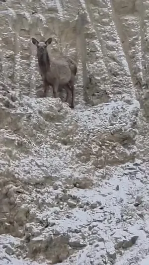 БОГД УУЛАНД ЗОЛБИН НОХОД БУГА БАРЬЖЭЭ‼️