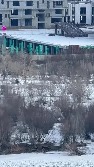 ЗОЛБИН НОХОД БУГА БАРИХ ШАХАВ!!!